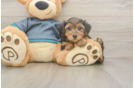 Popular Yorkie Poo Poodle Mix Pup