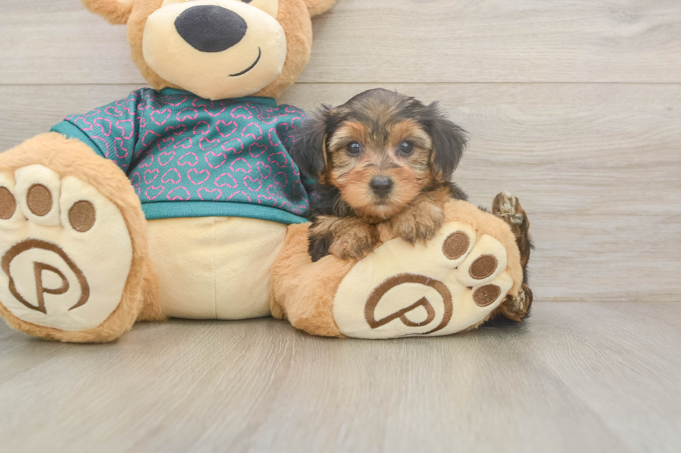 Popular Yorkie Poo Poodle Mix Pup