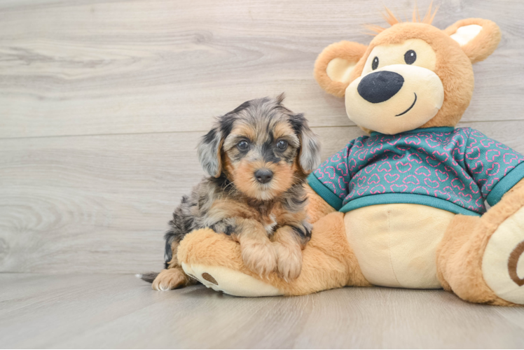 Yorkie Poo Pup Being Cute