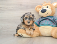 8 week old Yorkie Poo Puppy For Sale - Florida Fur Babies