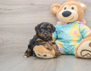 8 week old Yorkie Poo Puppy For Sale - Florida Fur Babies