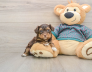 7 week old Yorkie Poo Puppy For Sale - Florida Fur Babies