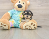 8 week old Yorkie Poo Puppy For Sale - Florida Fur Babies