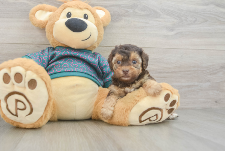 Yorkie Poo Pup Being Cute