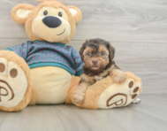 8 week old Yorkie Poo Puppy For Sale - Florida Fur Babies
