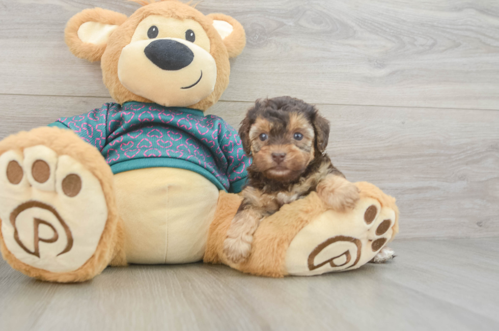 5 week old Yorkie Poo Puppy For Sale - Florida Fur Babies