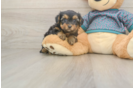 Best Yorkie Poo Baby