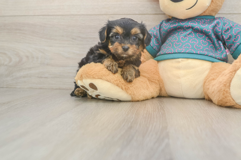 6 week old Yorkie Poo Puppy For Sale - Florida Fur Babies
