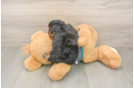 Happy Yorkie Poo Baby