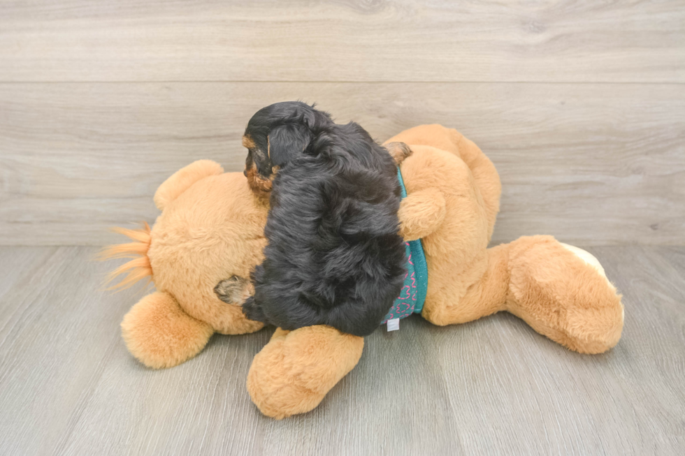 Happy Yorkie Poo Baby