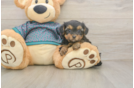 Best Yorkie Poo Baby