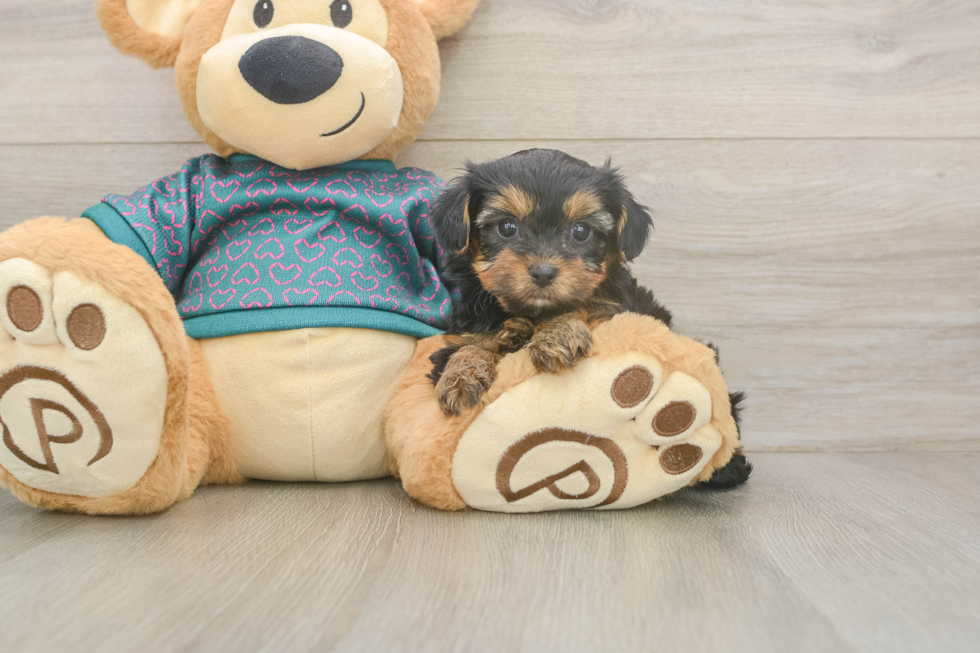 Best Yorkie Poo Baby