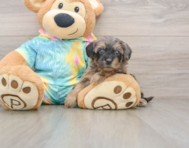 8 week old Yorkie Poo Puppy For Sale - Florida Fur Babies