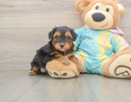 9 week old Yorkie Poo Puppy For Sale - Florida Fur Babies