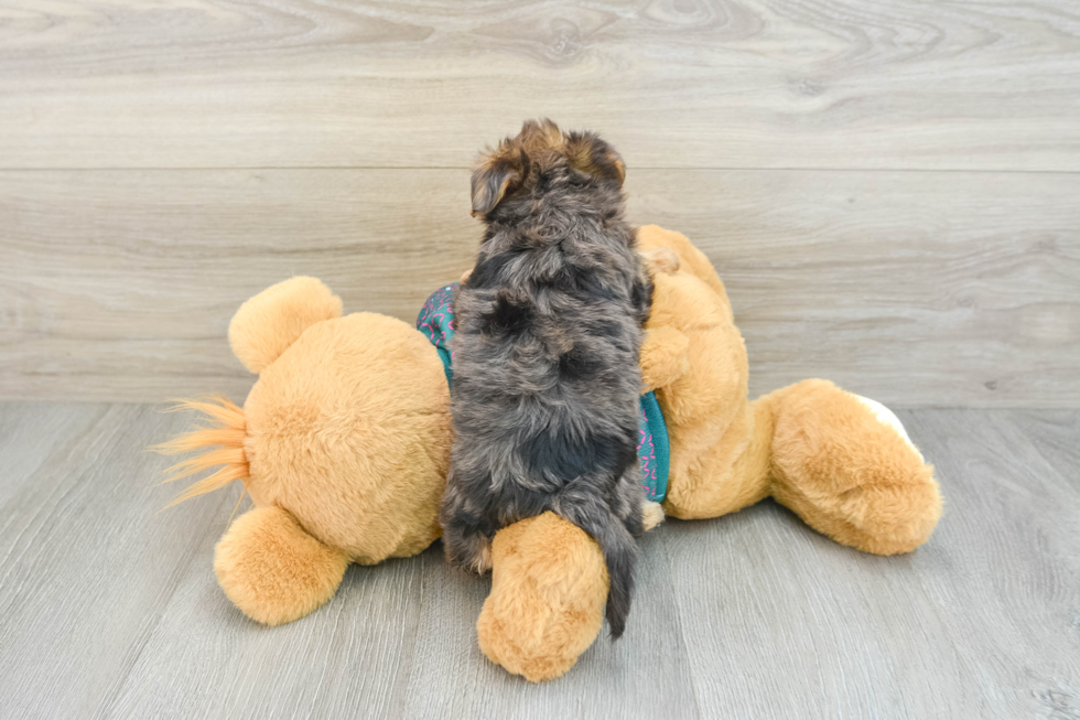 Fluffy Yorkie Poo Poodle Mix Pup