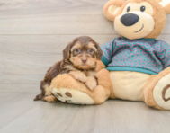 6 week old Yorkie Poo Puppy For Sale - Florida Fur Babies