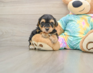 7 week old Yorkie Poo Puppy For Sale - Florida Fur Babies