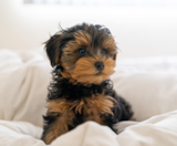 Yorkie Poo Puppies For Sale Florida Fur Babies