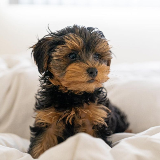 Yorkie Poo Puppies For Sale - Florida Fur Babies