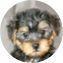 Yorkie Poo Puppy For Sale - Florida Fur Babies