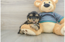 Yorkie Poo Puppy for Adoption