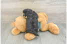 Yorkie Poo Puppy for Adoption