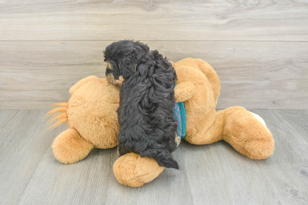Yorkie Poo Puppy for Adoption