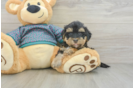 Yorkie Poo Pup Being Cute