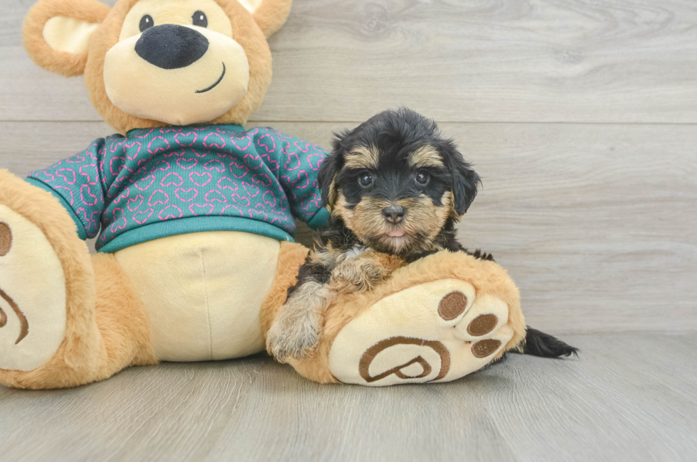 5 week old Yorkie Poo Puppy For Sale - Florida Fur Babies