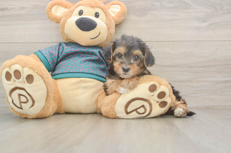 6 week old Yorkie Poo Puppy For Sale - Florida Fur Babies