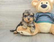 7 week old Yorkie Poo Puppy For Sale - Florida Fur Babies