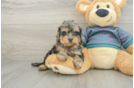 Yorkie Poo Pup Being Cute