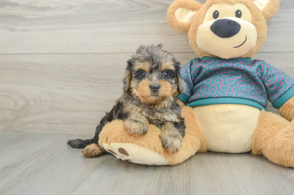 5 week old Yorkie Poo Puppy For Sale - Florida Fur Babies