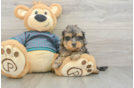Yorkie Poo Pup Being Cute