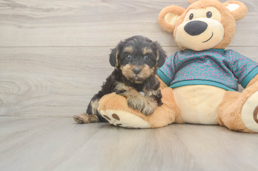 6 week old Yorkie Poo Puppy For Sale - Florida Fur Babies