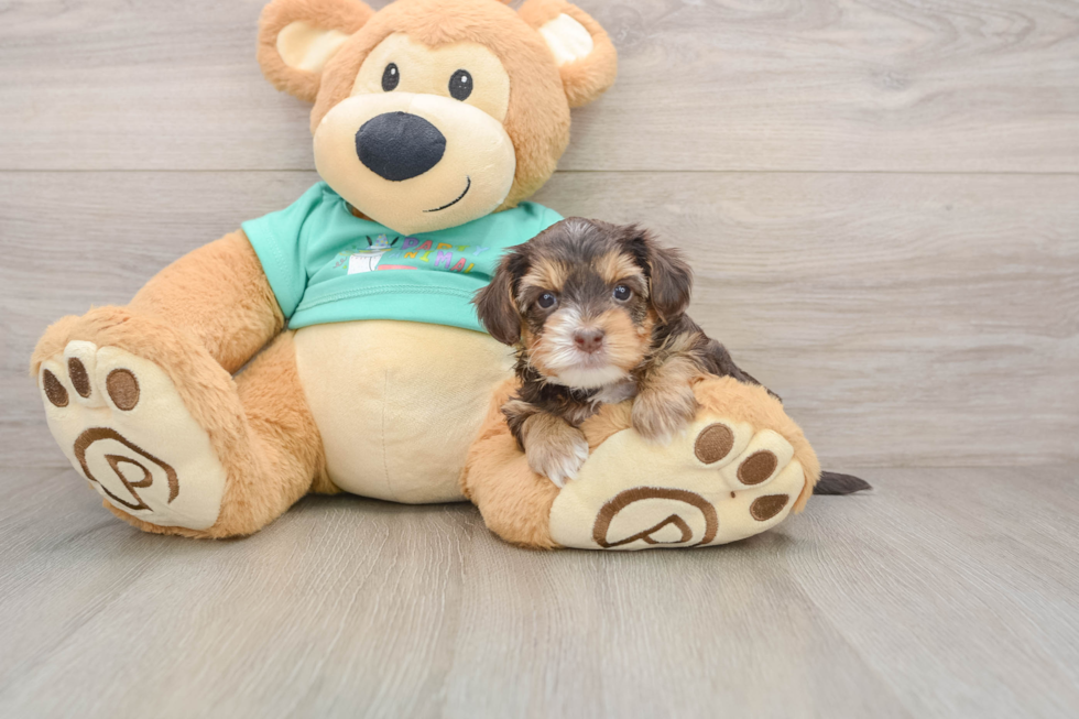 Yorkie Poo Puppy for Adoption