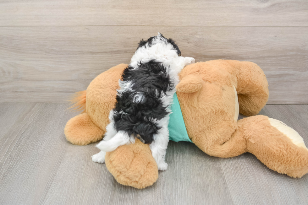 Friendly Yorkie Poo Baby