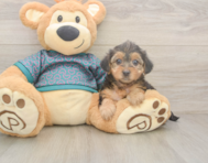 9 week old Yorkie Poo Puppy For Sale - Florida Fur Babies