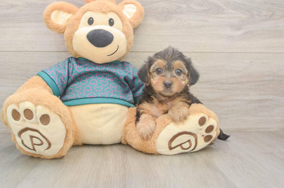 6 week old Yorkie Poo Puppy For Sale - Florida Fur Babies