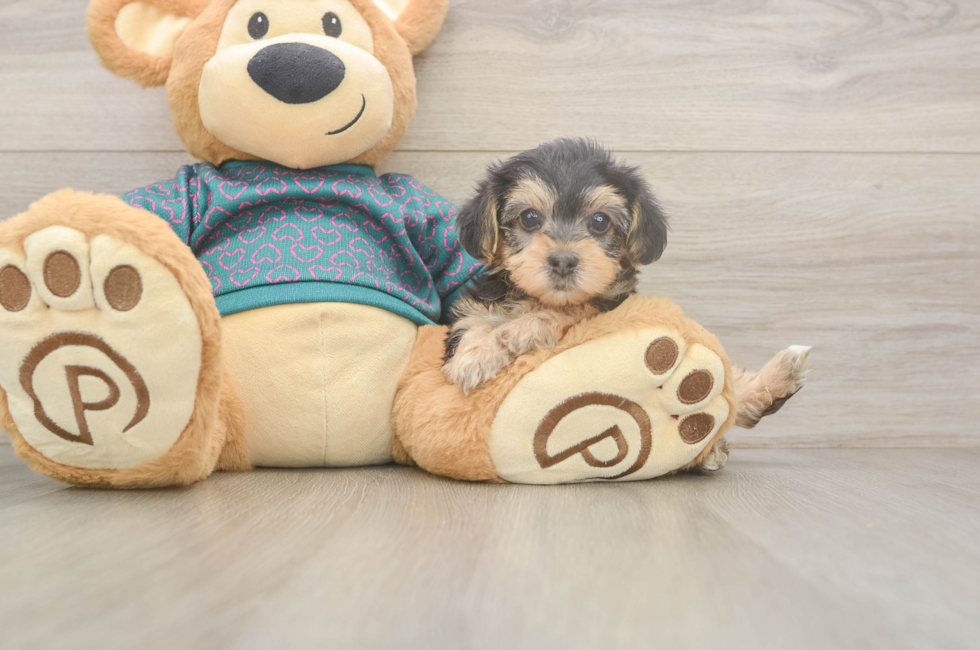 6 week old Yorkie Poo Puppy For Sale - Florida Fur Babies