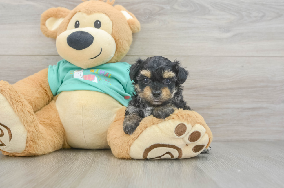 5 week old Yorkie Poo Puppy For Sale - Florida Fur Babies