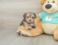 6 week old Yorkie Poo Puppy For Sale - Florida Fur Babies