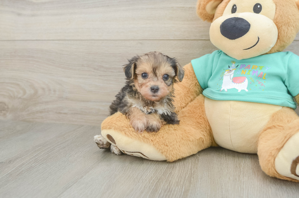 5 week old Yorkie Poo Puppy For Sale - Florida Fur Babies