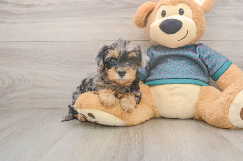 5 week old Yorkie Poo Puppy For Sale - Florida Fur Babies
