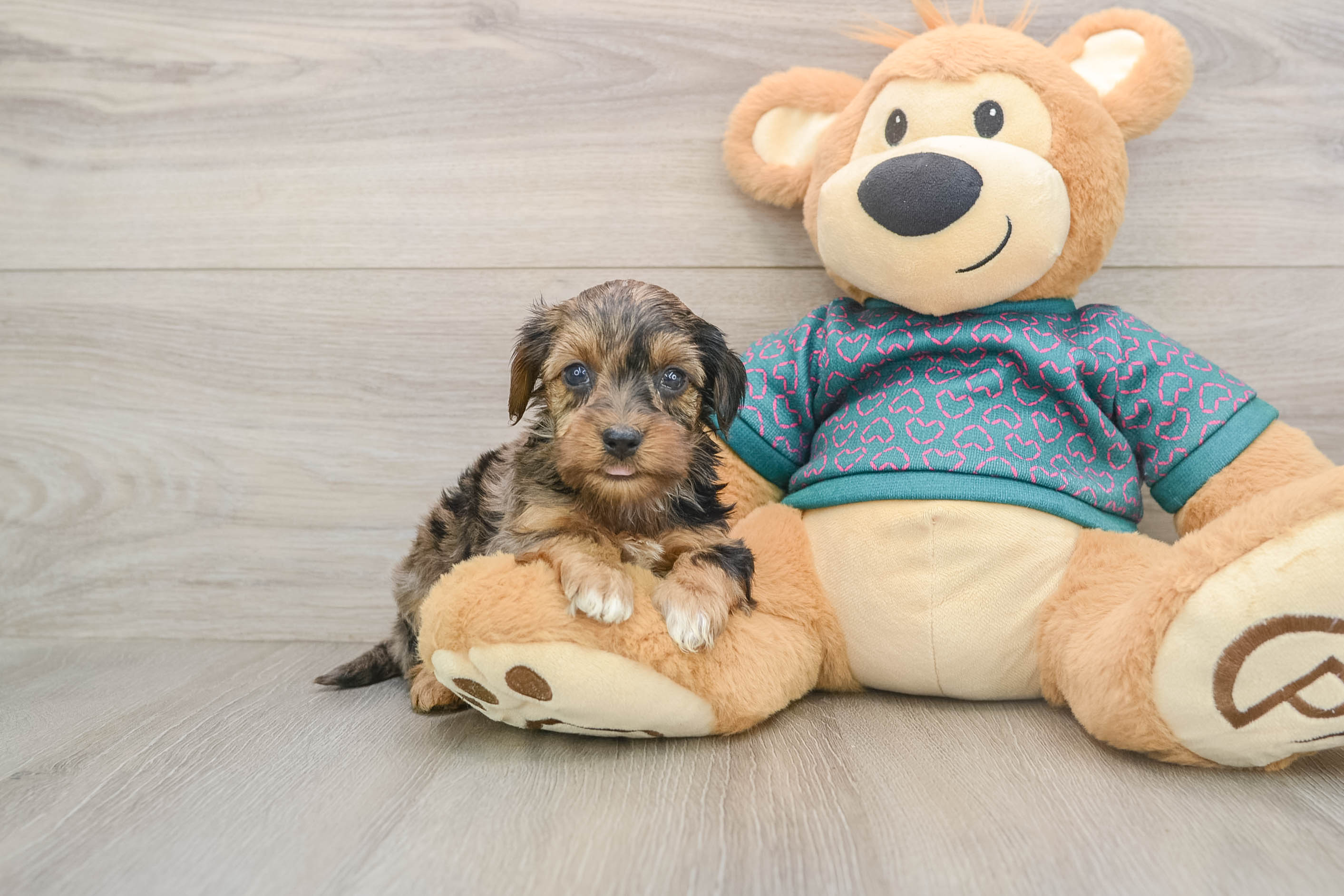 Petite Yorkie Poo Poodle Mix Pup