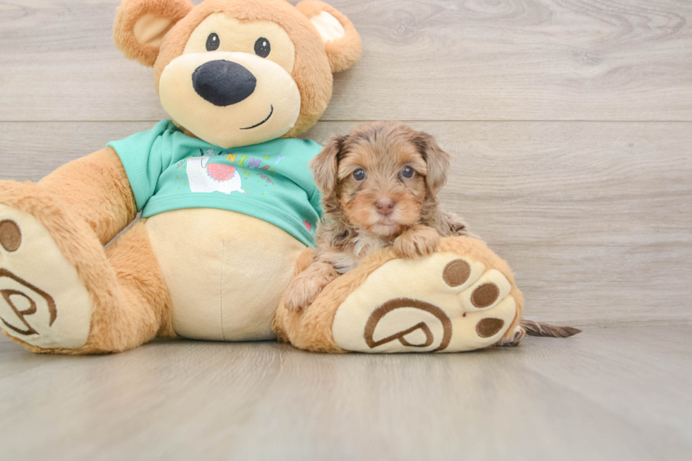 Happy Yorkie Poo Baby
