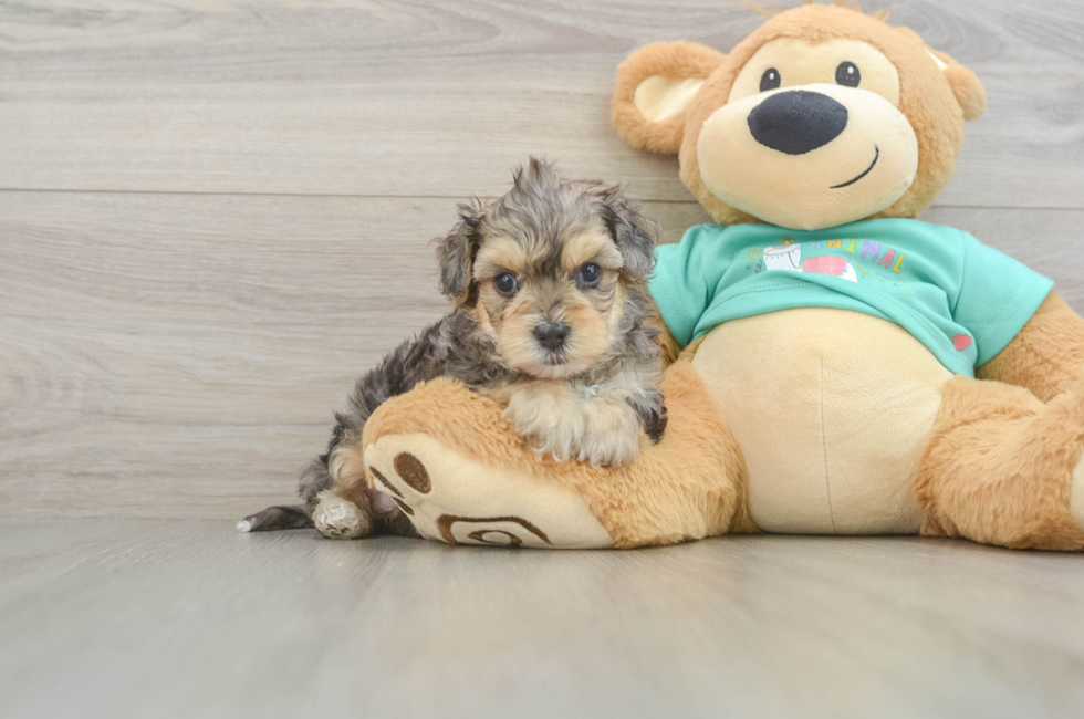 5 week old Yorkie Poo Puppy For Sale - Florida Fur Babies