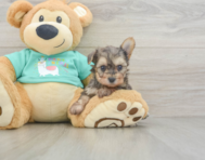 7 week old Yorkie Poo Puppy For Sale - Florida Fur Babies