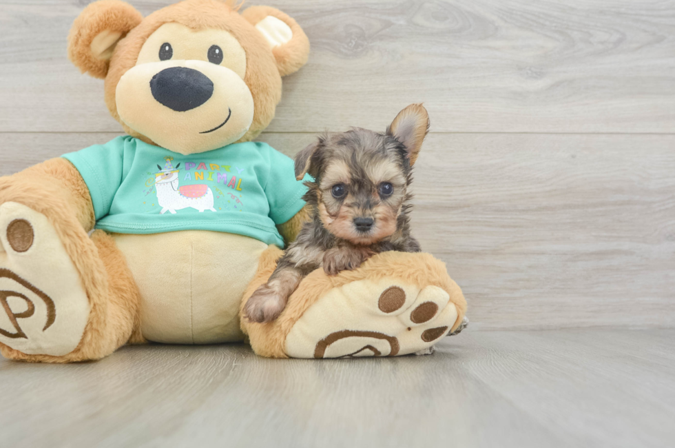 5 week old Yorkie Poo Puppy For Sale - Florida Fur Babies