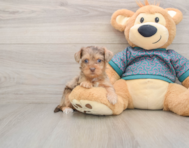8 week old Yorkie Poo Puppy For Sale - Florida Fur Babies